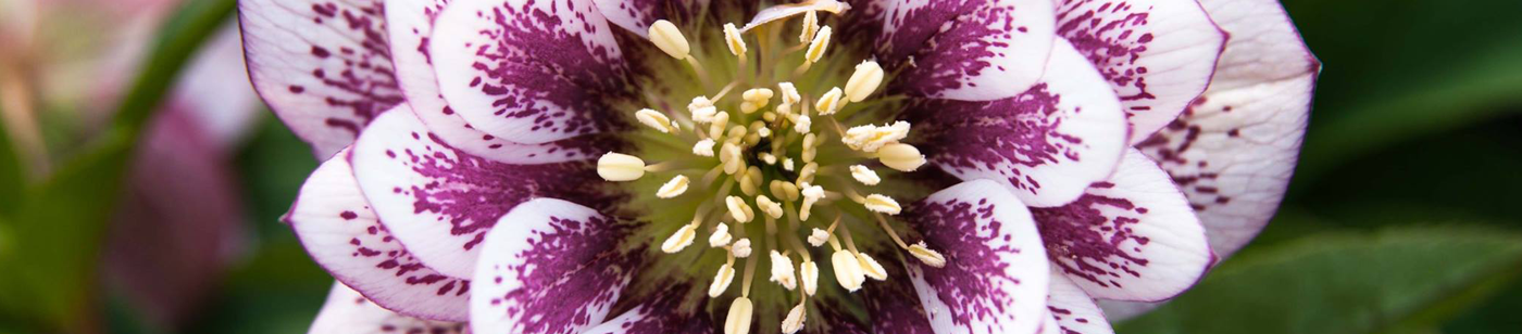 Plant-Trust-Gardens Melbourne