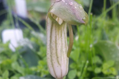 Arisaema_vulgare_green_plain-small