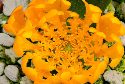 Daubenya_aurea_orange-small