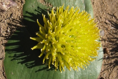 Massonia_citrina-small