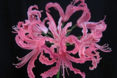 Nerine_Gilbert_Errey-small