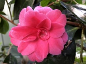 Camellia 'Great Eastern'